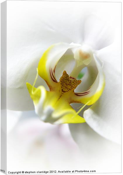 White Orchid close up Canvas Print by stephen clarridge