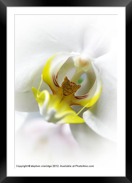 White Orchid close up Framed Mounted Print by stephen clarridge