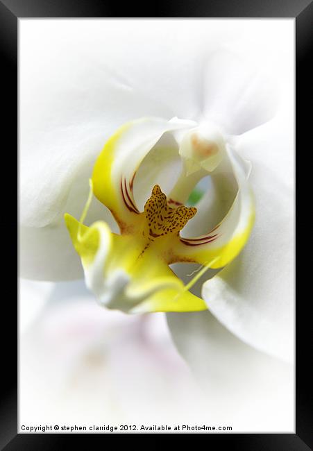 White Orchid close up Framed Print by stephen clarridge