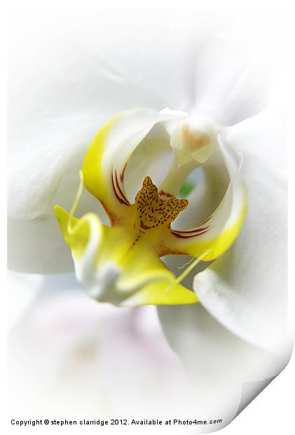 White Orchid close up Print by stephen clarridge