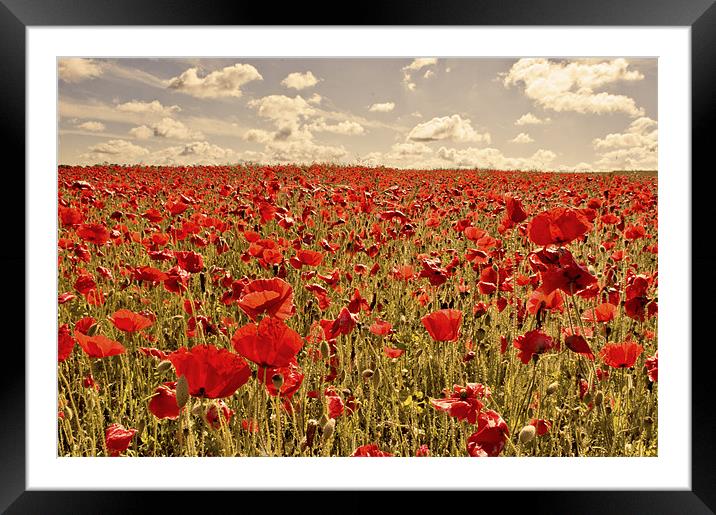 Vibrant Poppies Framed Mounted Print by Dawn Cox