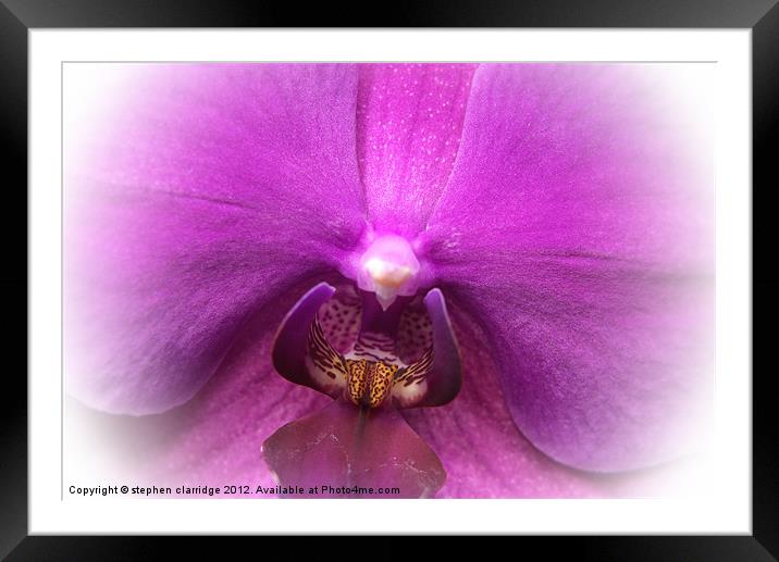 Purple orchid close up Framed Mounted Print by stephen clarridge
