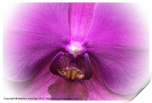 Purple orchid close up Print by stephen clarridge