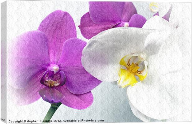 Purple and white orchids textured Canvas Print by stephen clarridge