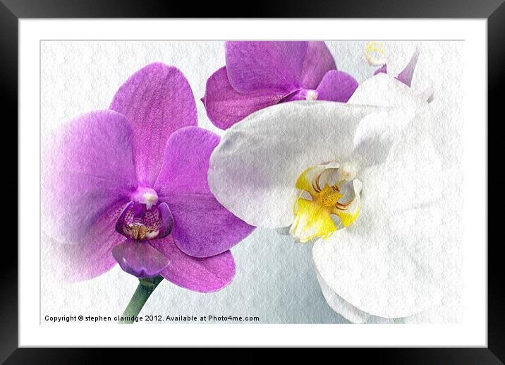 Purple and white orchids textured Framed Mounted Print by stephen clarridge