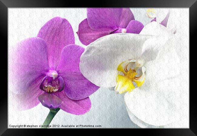 Purple and white orchids textured Framed Print by stephen clarridge