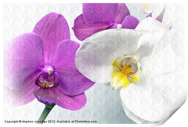 Purple and white orchids textured Print by stephen clarridge