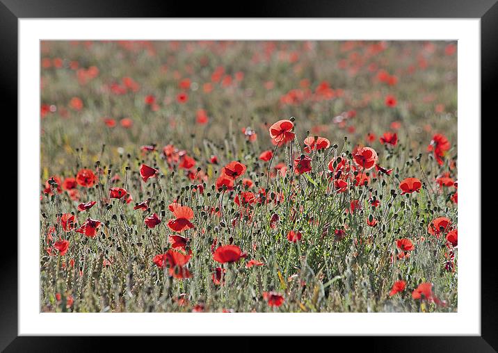 Corn poppies Framed Mounted Print by Dawn Cox