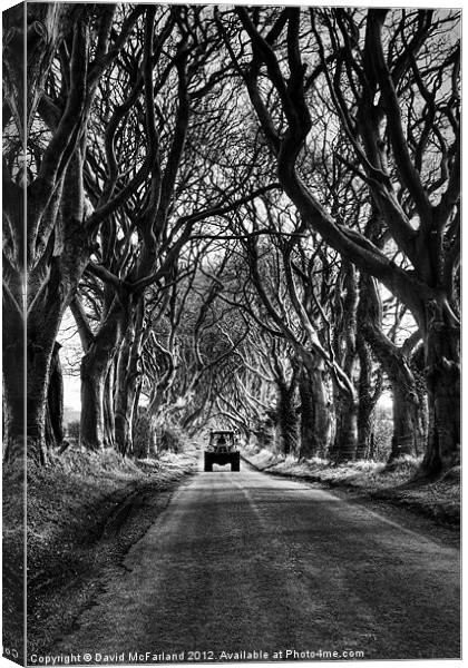 Working under Dark Hedges Canvas Print by David McFarland