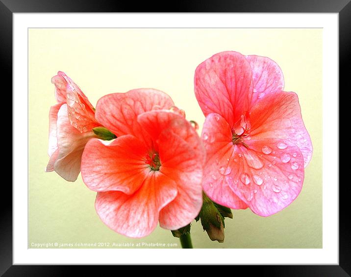 Raindrops and Geranium Flowers Framed Mounted Print by james richmond