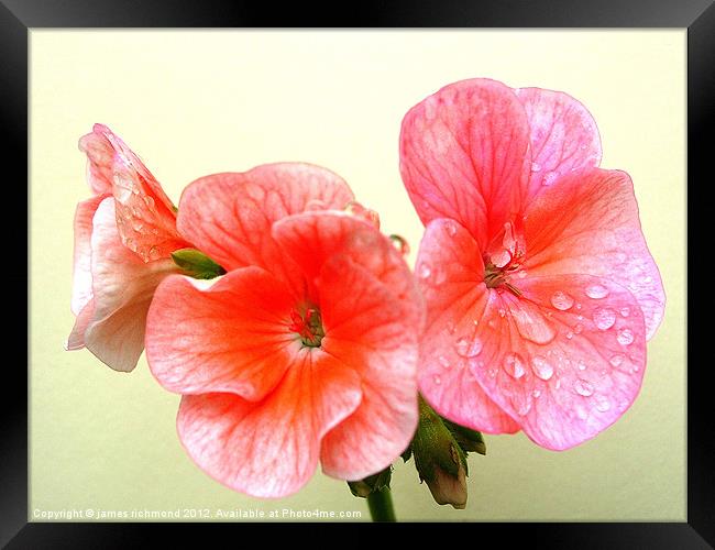 Raindrops and Geranium Flowers Framed Print by james richmond