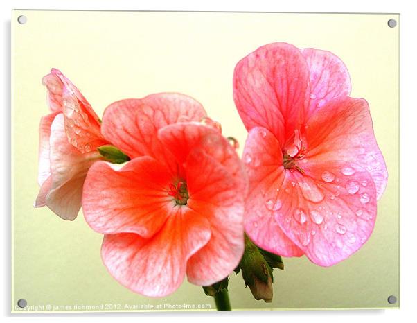 Raindrops and Geranium Flowers Acrylic by james richmond
