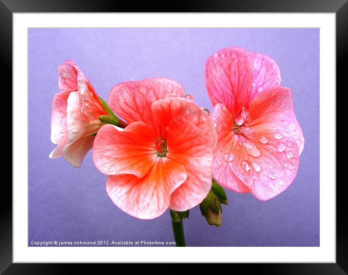 Raindrops and Geranium Flowers - 2 Framed Mounted Print by james richmond
