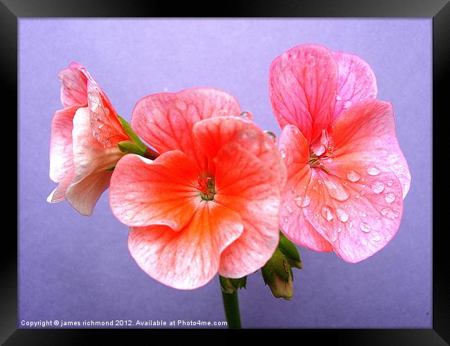 Raindrops and Geranium Flowers - 2 Framed Print by james richmond