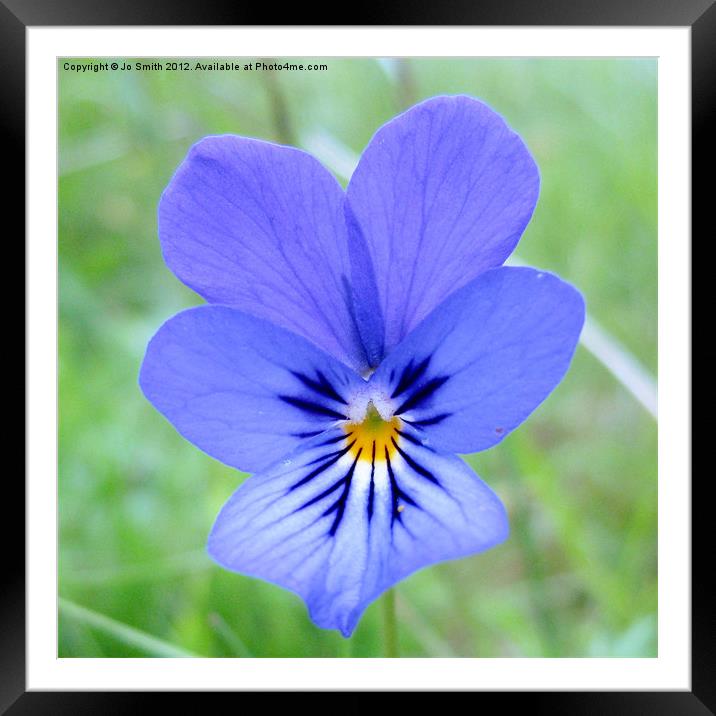 Scottish wildflower Violet Framed Mounted Print by Jo Smith