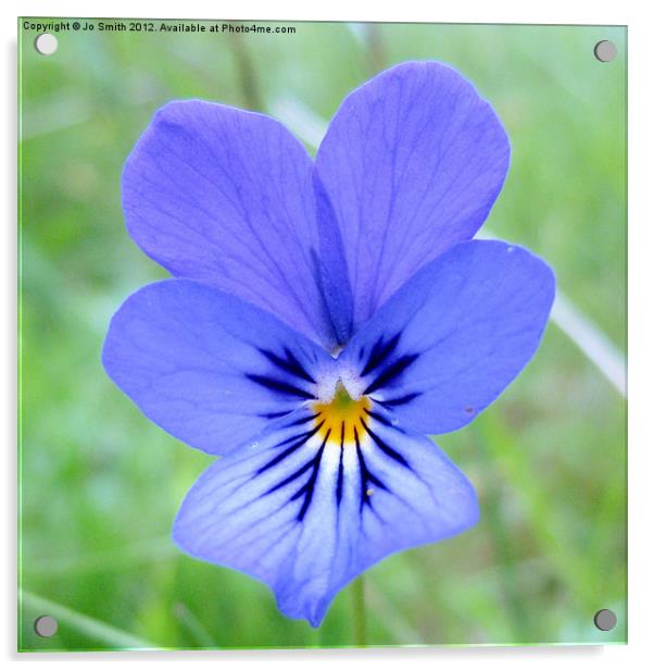 Scottish wildflower Violet Acrylic by Jo Smith