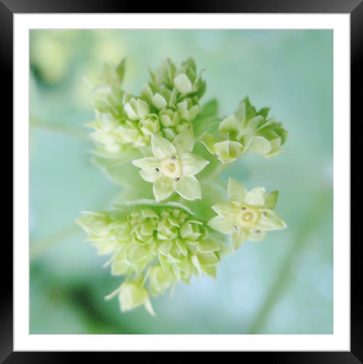 Scottish wildflower Lady's Mantle Framed Mounted Print by Jo Smith