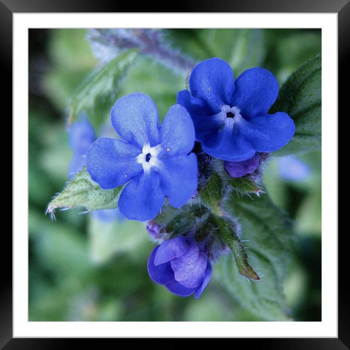 Scottish wildflower Blue Framed Mounted Print by Jo Smith