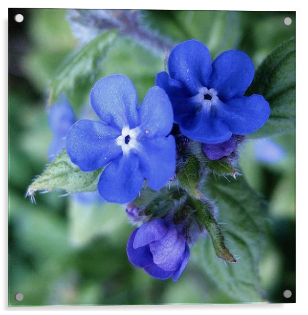 Scottish wildflower Blue Acrylic by Jo Smith
