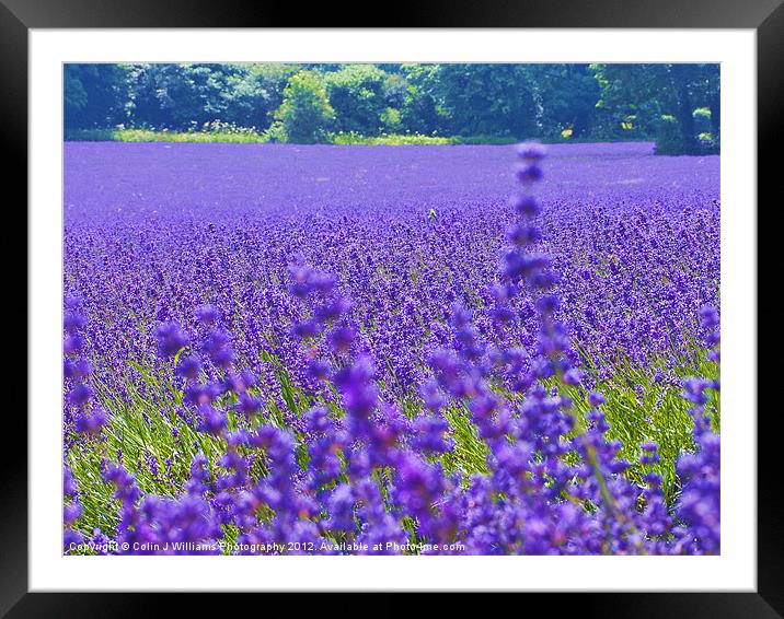 Mayfield Lavender Fields 4 Framed Mounted Print by Colin Williams Photography
