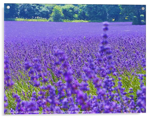 Mayfield Lavender Fields 4 Acrylic by Colin Williams Photography