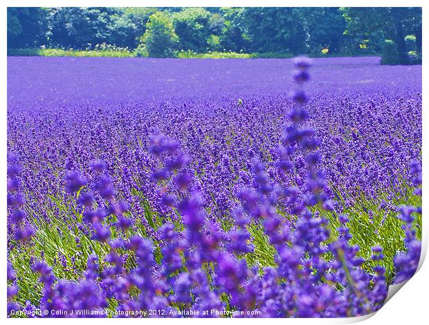 Mayfield Lavender Fields 4 Print by Colin Williams Photography
