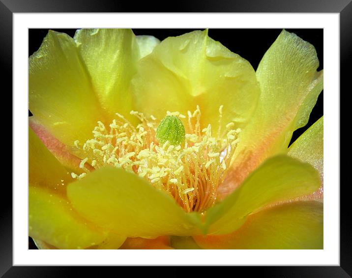 Bright Yellow Cactus Framed Mounted Print by Mary Lane