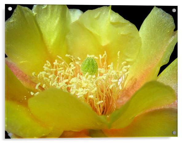 Bright Yellow Cactus Acrylic by Mary Lane