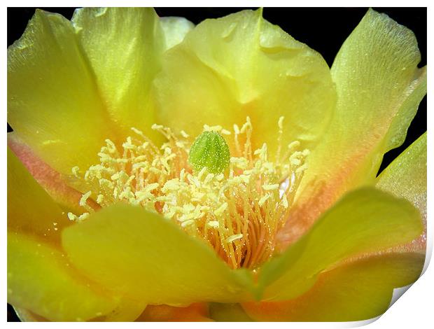 Bright Yellow Cactus Print by Mary Lane
