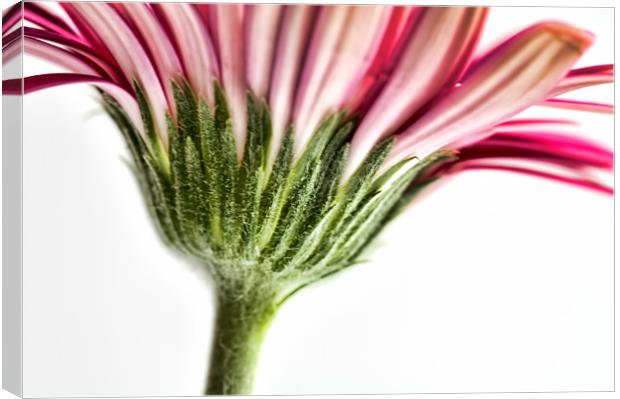 Pink Gerbera 8 Canvas Print by Steve Purnell