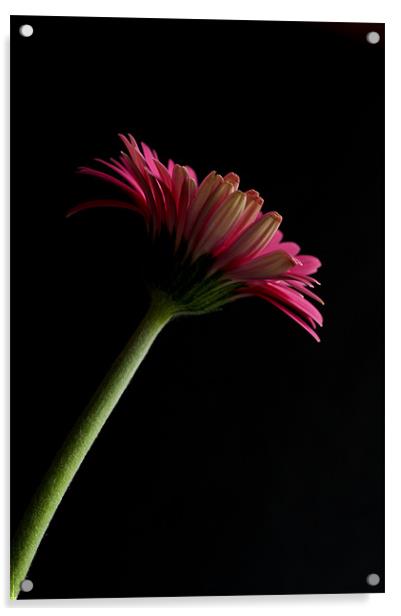Pink Gerbera 10 Acrylic by Steve Purnell