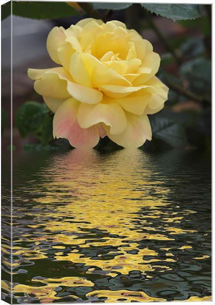 Yellow Rose hint of pink flood Canvas Print by David French