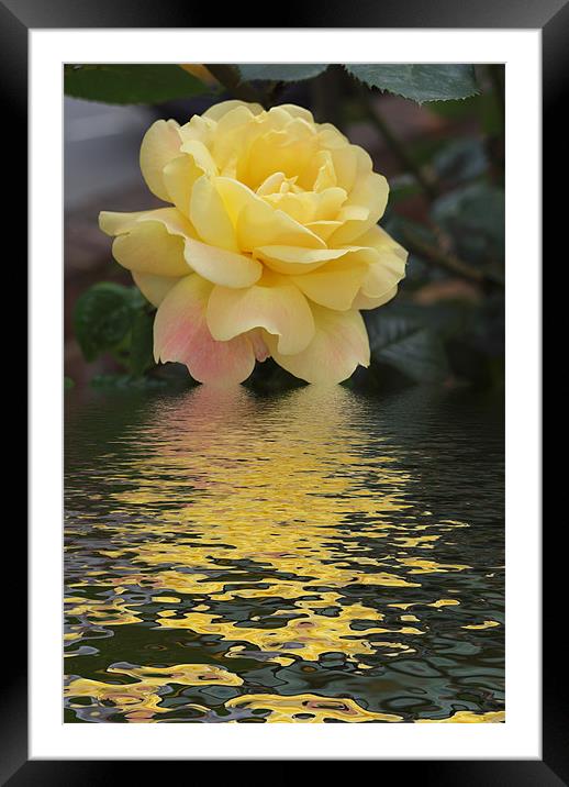 Yellow Rose hint of pink flood Framed Mounted Print by David French
