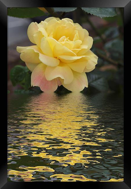 Yellow Rose hint of pink flood Framed Print by David French