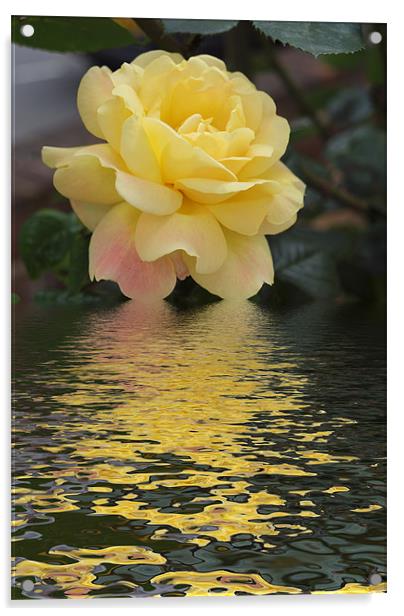 Yellow Rose hint of pink flood Acrylic by David French