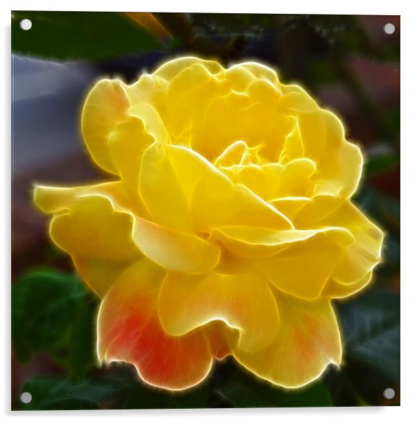 Yellow Rose hint of pink fractals flood Acrylic by David French