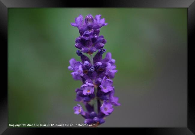 A little sprig of lavender Framed Print by Michelle Orai