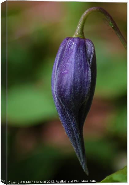 Clematis Bud Canvas Print by Michelle Orai