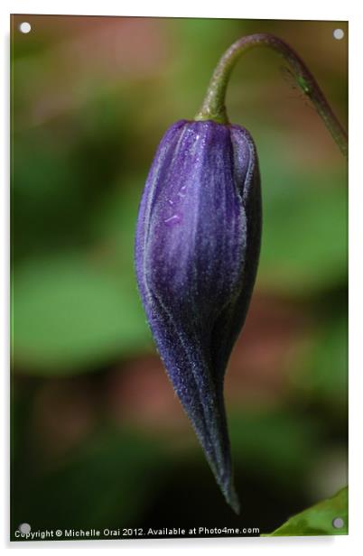 Clematis Bud Acrylic by Michelle Orai