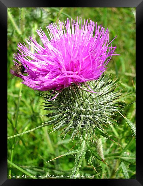 Spear Thistle - Cirsium Vulgare Framed Print by james richmond