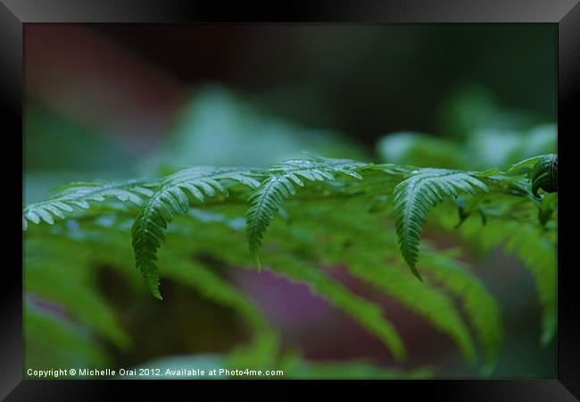 Fern Framed Print by Michelle Orai