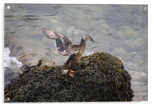 Spreading Wings Acrylic by Nigel Barrett Canvas