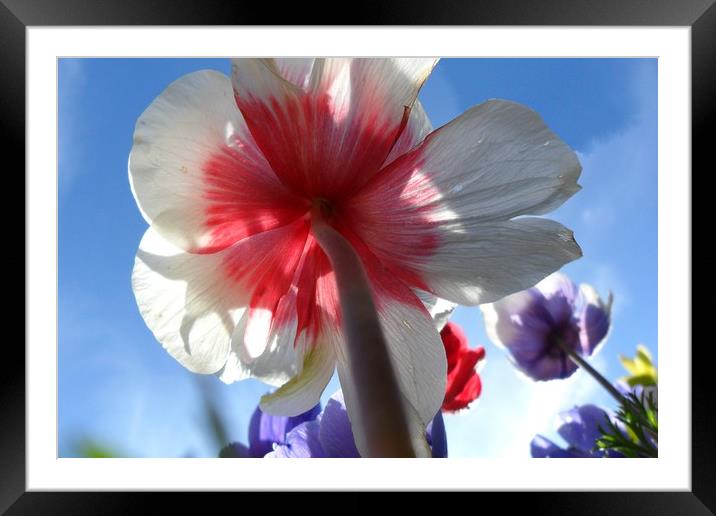 Reaching for the Sky. Framed Mounted Print by Heather Goodwin