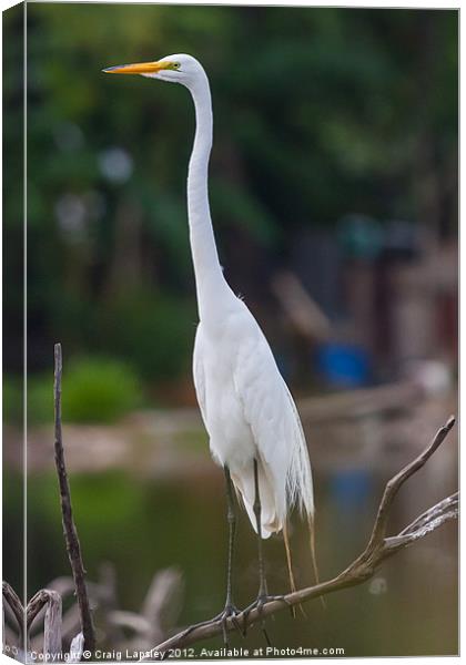 Great Egret on branch Canvas Print by Craig Lapsley