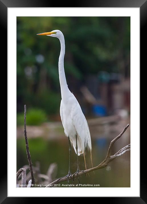Great Egret on branch Framed Mounted Print by Craig Lapsley