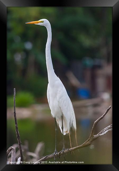 Great Egret on branch Framed Print by Craig Lapsley