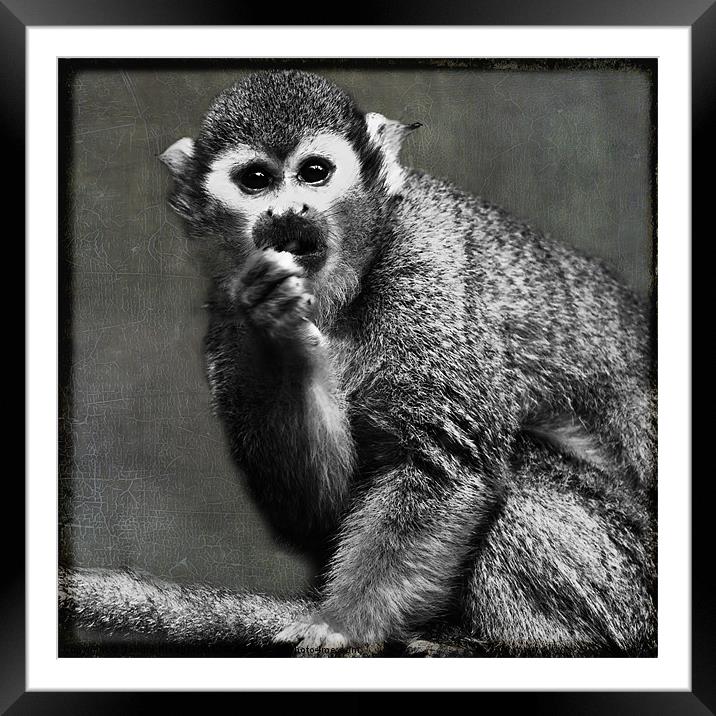 Common Squirrel Monkey Framed Mounted Print by Sandra Pledger