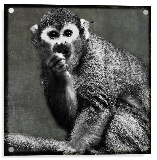 Common Squirrel Monkey Acrylic by Sandra Pledger