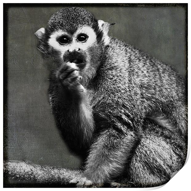 Common Squirrel Monkey Print by Sandra Pledger