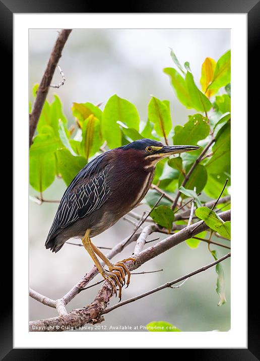 Green Heron in a tree Framed Mounted Print by Craig Lapsley